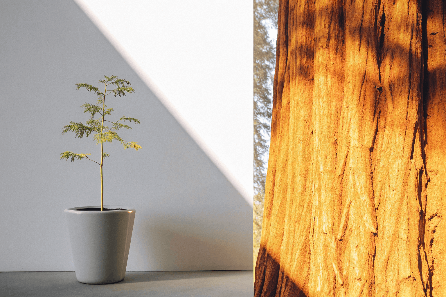 Manufacturing Choices for Startups vs. Established Brands An image of a small sapling on one side (startup) and a large, mature tree on the other (established brand)